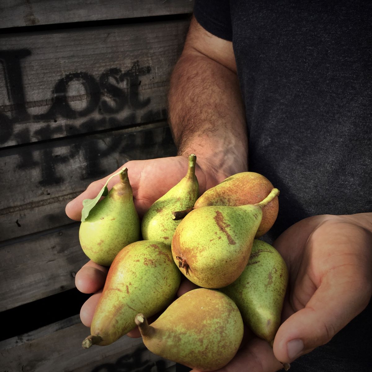 Resized Pears.jpeg